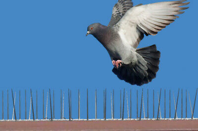 Dépigeonnage